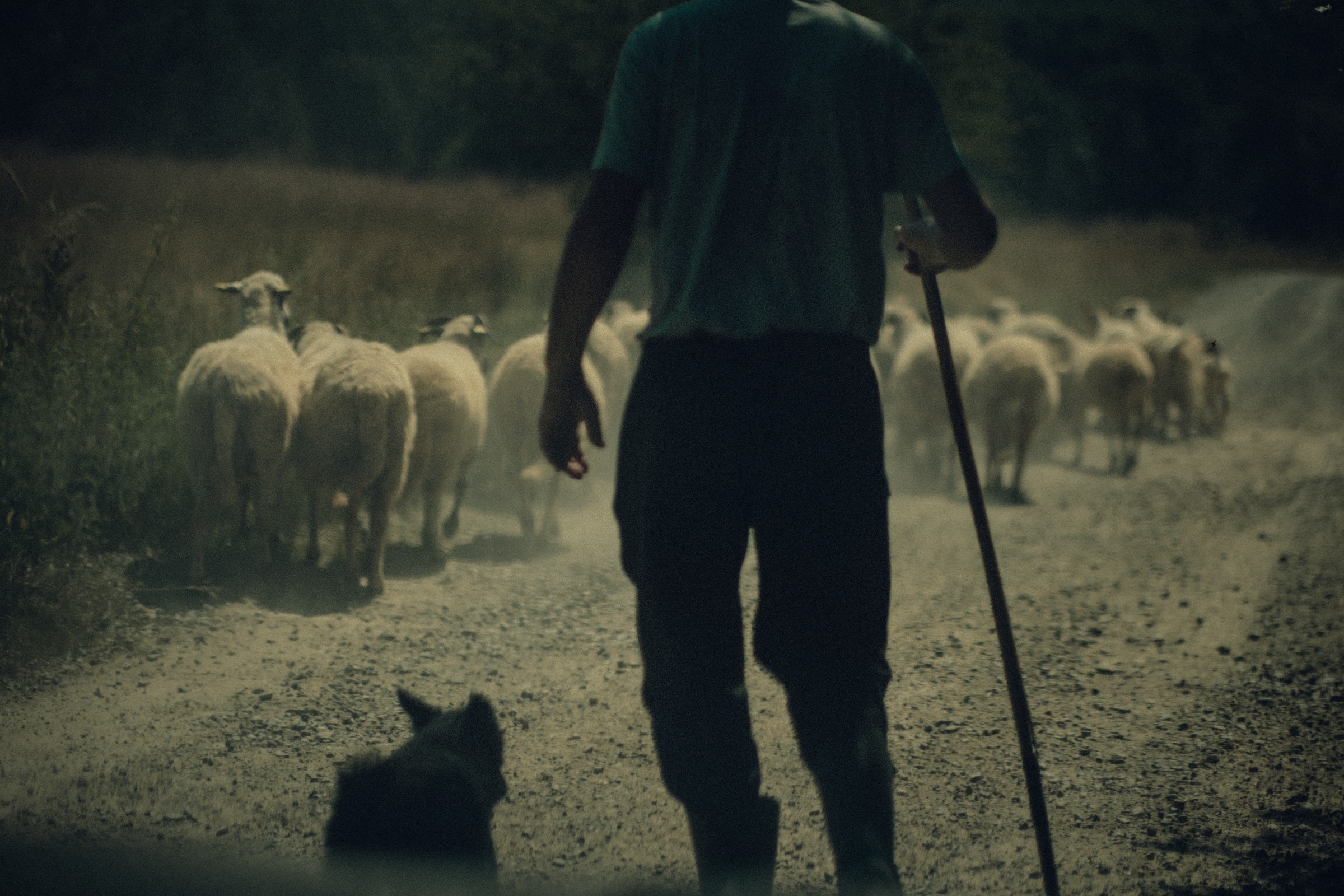 Shepherd with flock, Romania